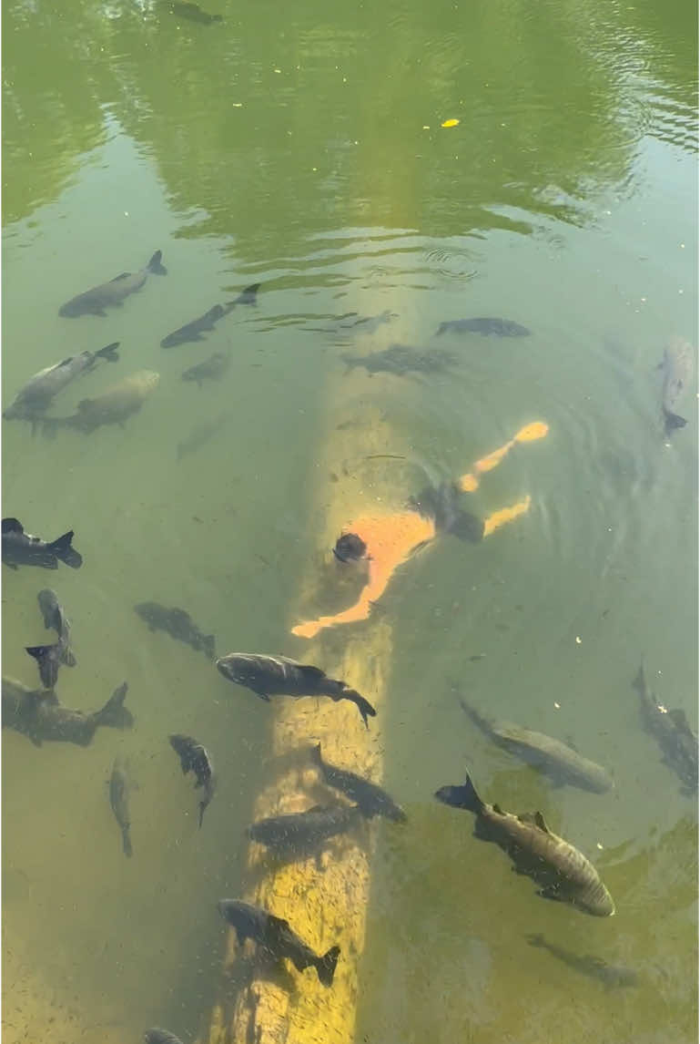 #valdemir Encantador de peixe gigante 