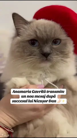 This is the reality… It's gone! 😹👎🏻 #fyp #foryou #viral #foryoupage #tiktok #trending #cat #catsoftiktok #blue #eyes #catlover #alegeri #georgesimion 