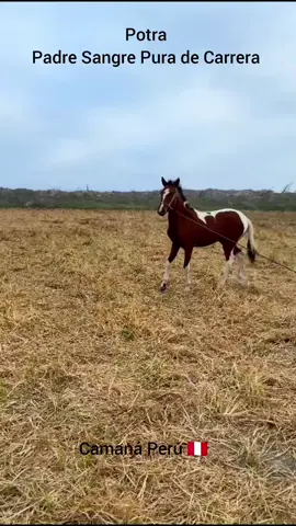 Un Amor para la historia 🐴🇵🇪❤️  #caballos #caballosdecarreras🐎🐴💯 #Camaná #vallebonito #peru🇵🇪 