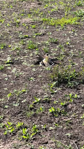 What a good momma! Kildeer parents will often fake an injury to lead you away from their nest! We were looking for her nest so we could mark it so it didn’t get mowed with the grass! #kildeer #washington #casialodgeandranch #ranch 