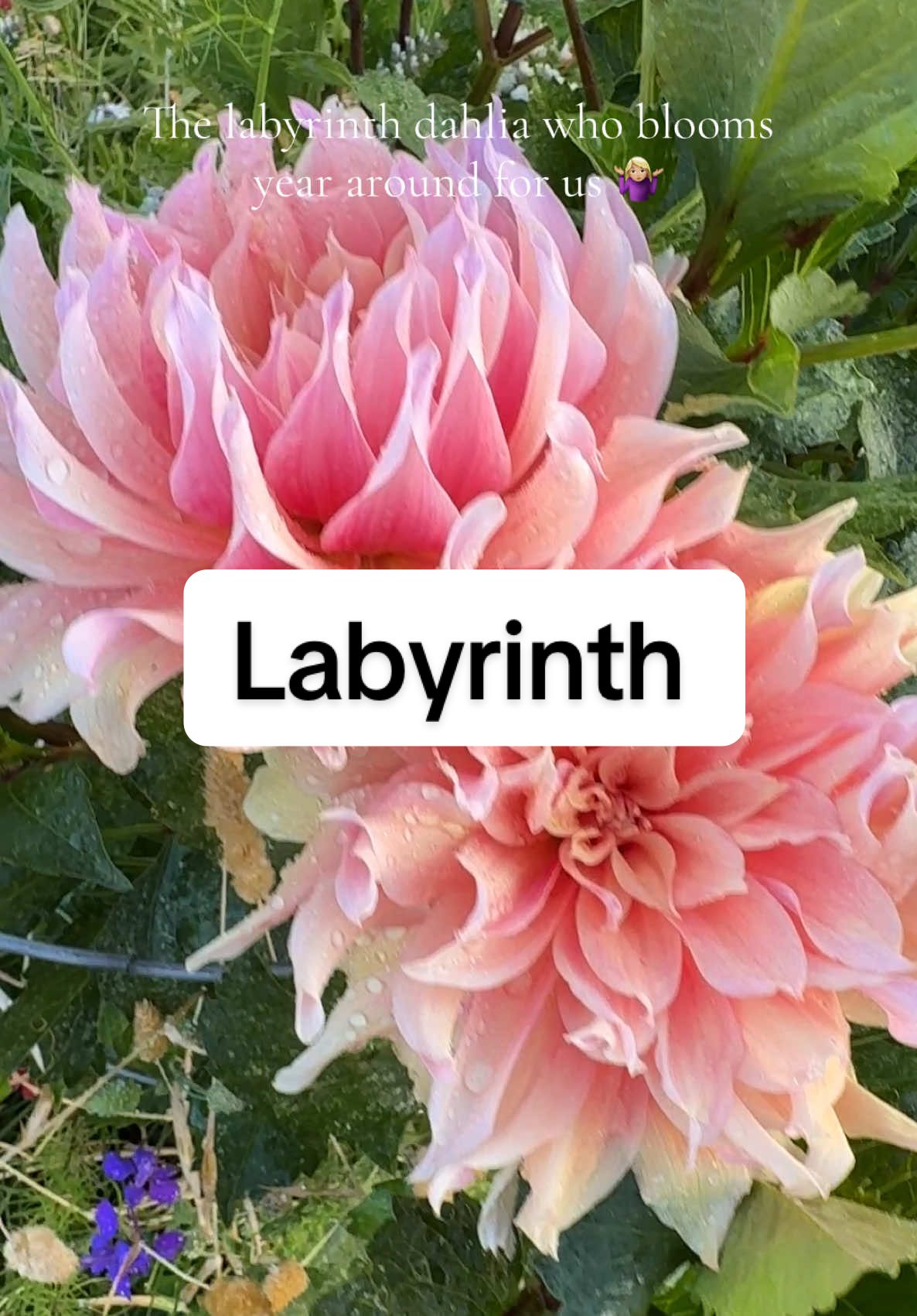 She never stops! It’s not a bad thing but I think I may cut her to soil level and dig and divide her. I was thinking of adding additional tubers to the garden, but then I saw the cheapest place I could order labyrinth was $30 for a singular tuber no thank you I’ll dig her and divide her. #dahlias #flowers #flowerfarm #dahlia #fyp #gardening101 #beautiful #weddingflowers #cottagegarden #SmallBusiness #DIY 