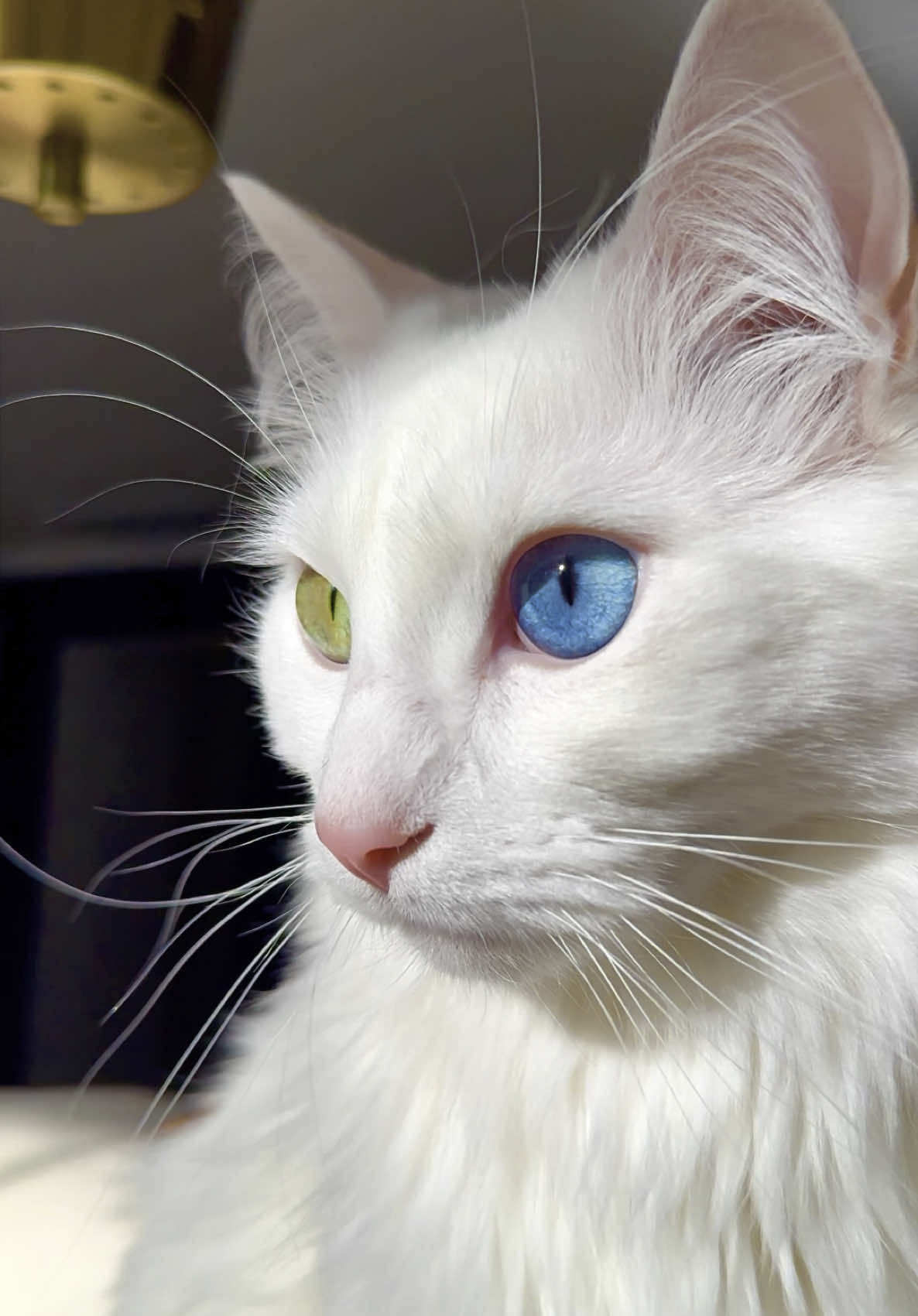 Snackie G  #cats_of_tiktok #catsoftiktok #cat #cats #catoftheday #catlovers #pnw #seattle #pugetsound #washington #notacar #coicommunity #fosterkitten @keldooooo #fosterfailure #snackieg #turkishangora #turkishvan #whitecat #whitekitten #heterochomiacat 