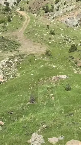 Karxezal🦌🦌🦌🦌🦌🐐🐐🐐 Dağlarımıza bahar gelmiş yediveren gül tanıktır...🦌🐐🦌🧿💚❤️