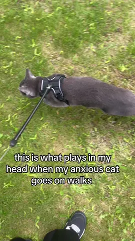 anxiety kitty 