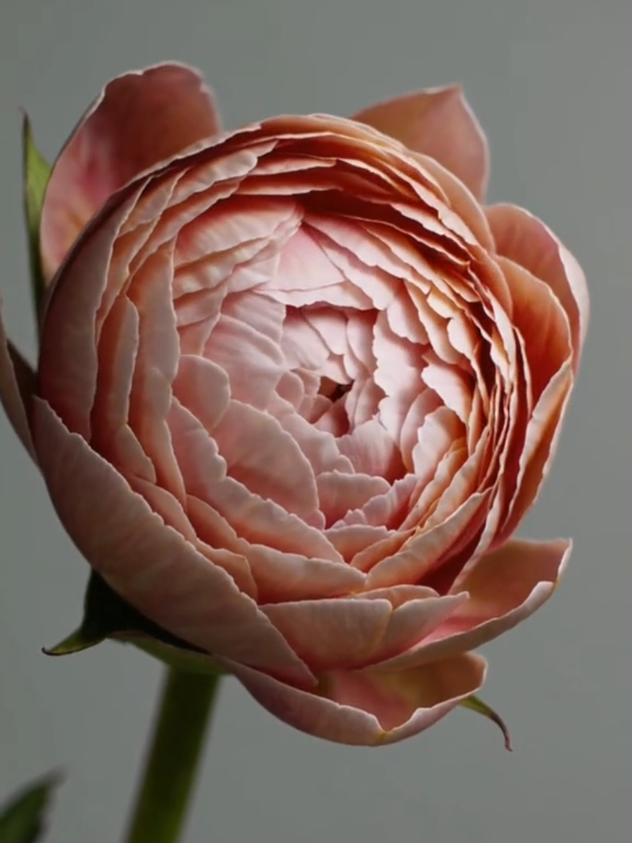 Peonies - nature's ballet in bloom 🩰🌸 #peonies #fyp #timelapse #flowers #livewallpaper #livewallpapers #пионы #півонії 