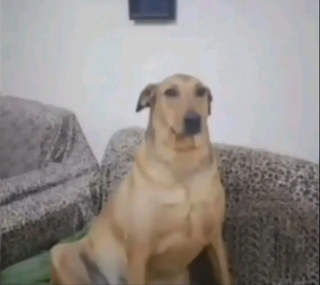 dog 1618 #fyp 