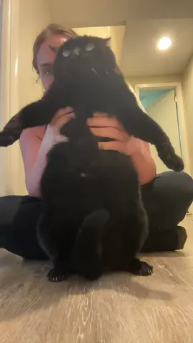 He actually started to vibe with it 😂 #creatorsearchinsights #catsoftiktok #funnyanimals 
