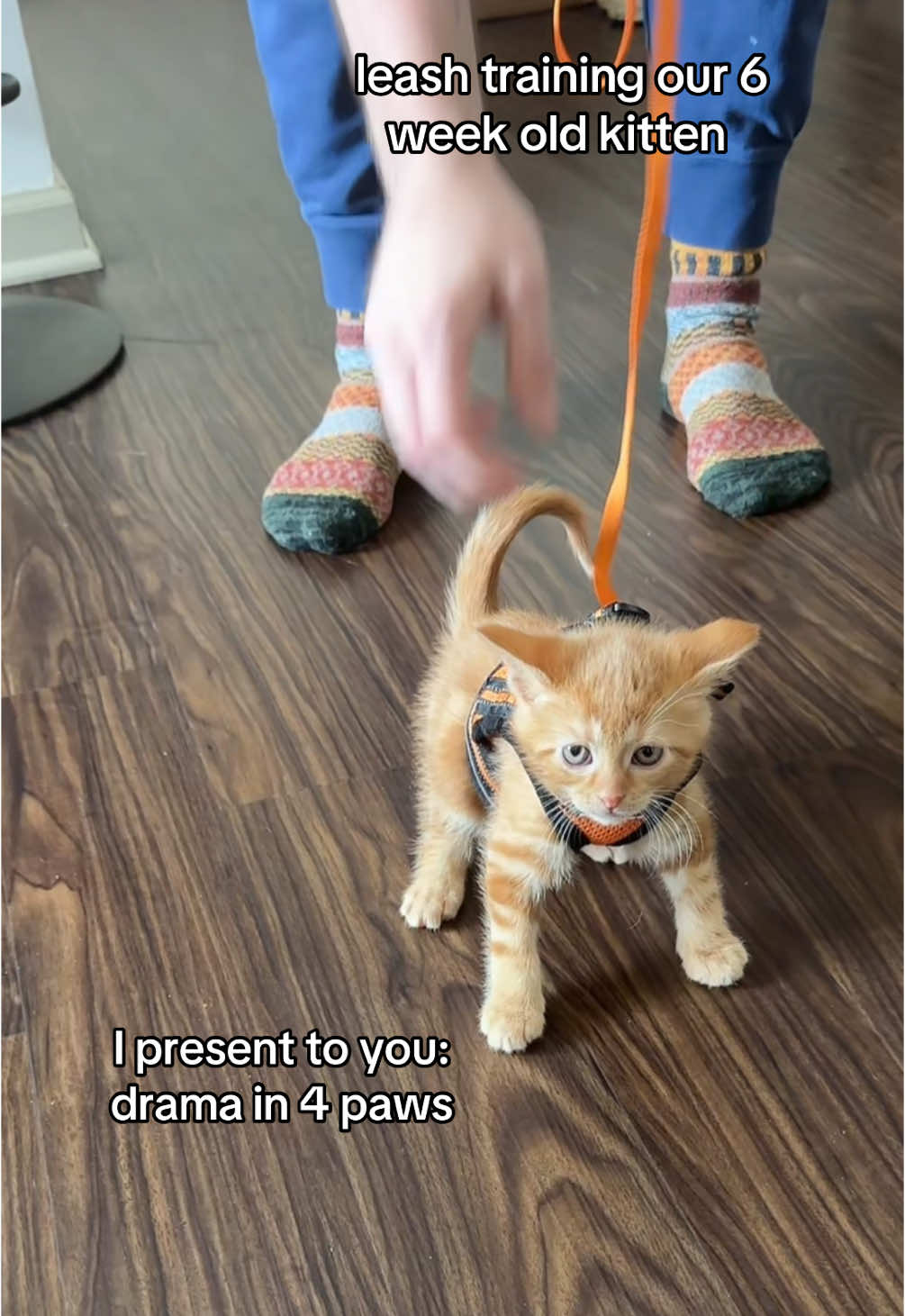 he’ll get there 🫶🏼 #leashtraining #cattok #cat #catsoftiktok #orangecat #catfails #boycat #funnypets 