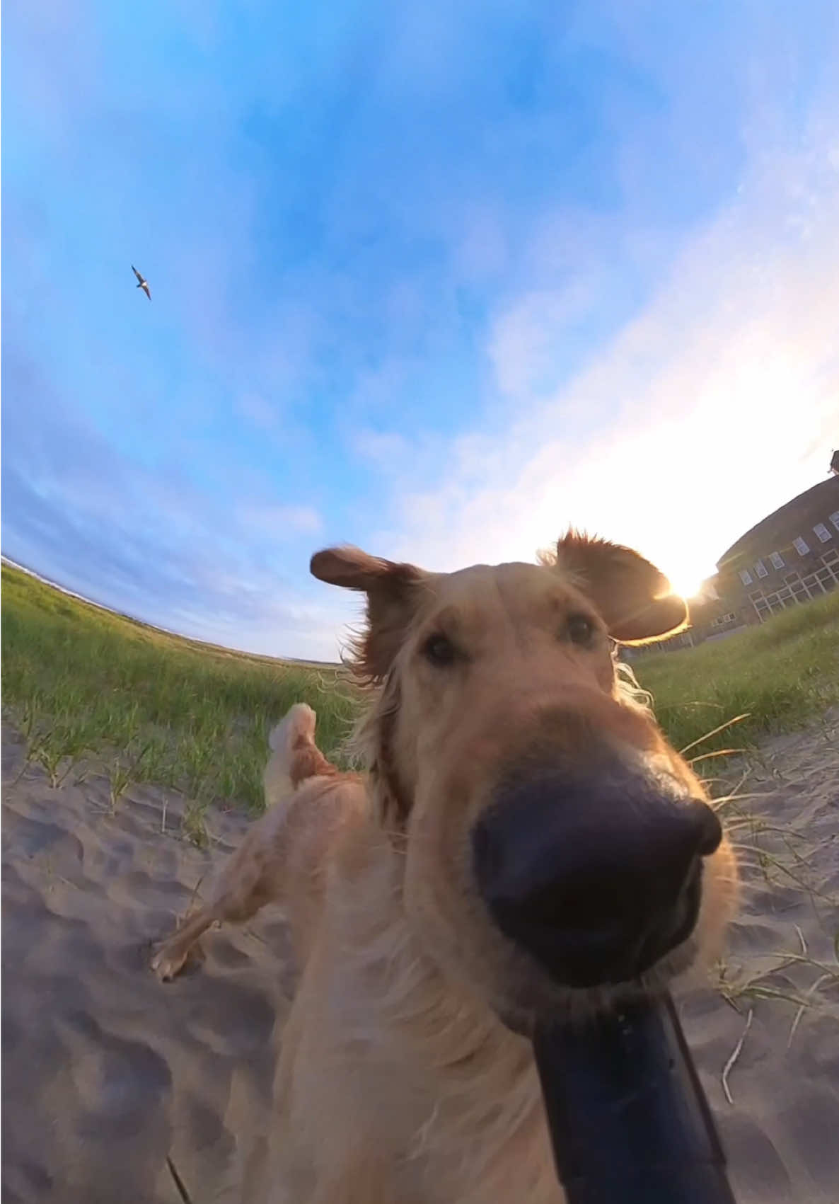 Me forgetting I’m the one on camera 🙂‍↔️ #dogsoftiktok #boydog #puppylove #fyp #creatorsearchinsights 
