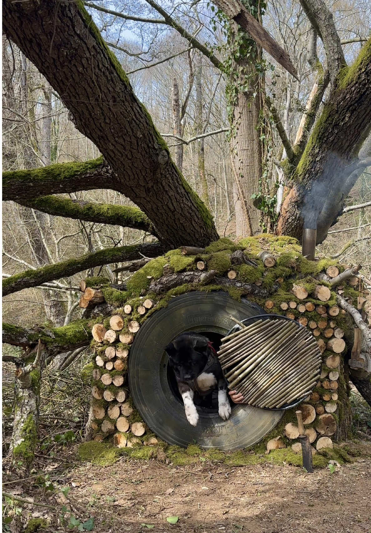 TREE HOUSE 🛖🔥🐶 Building BUSHCRAFT Survival Shelter & Fireplace  . Which country are you following me from? please write 🐶🙏 . . YouTube Channel▶️ Bushcraft Hakan Karahan  . . . #bushcraftcamp #bushcraft #survival #camping #craft #outdoor #cooking #offgrid #shelter #survivalshelter #asmr #kamp #doğa #youtube #bushcrafthakankarahan #orman #cabin #rain #underground #dugout #viking