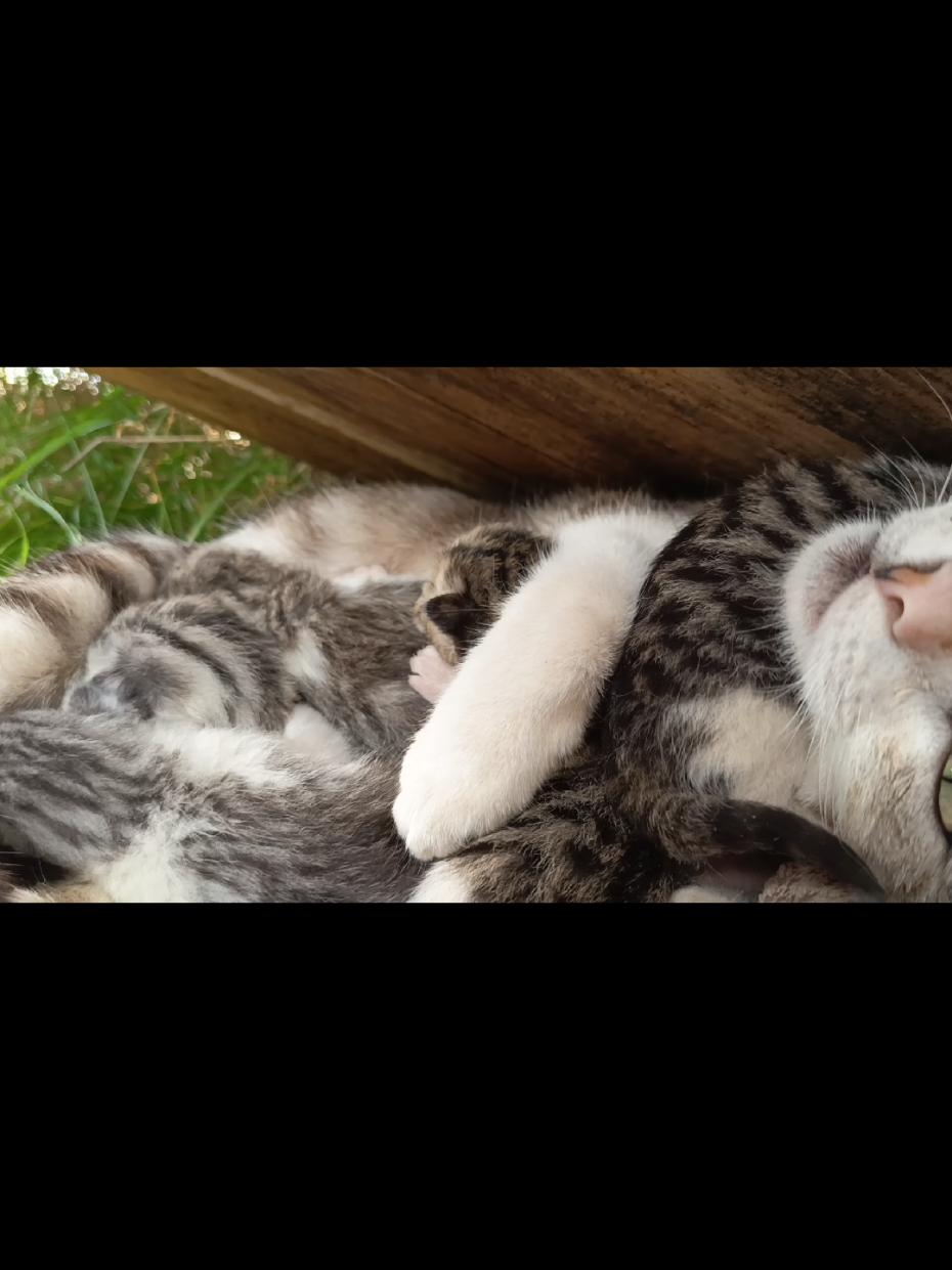 die sind so süß 🐾😍🙊🐈 Like und folgen für mehr 💖  #babys #kaze #Love #trausen   @Tierhafen @tierseelen @Tiere suchen ein Zuhause @Tiere❤️  Like 🐾