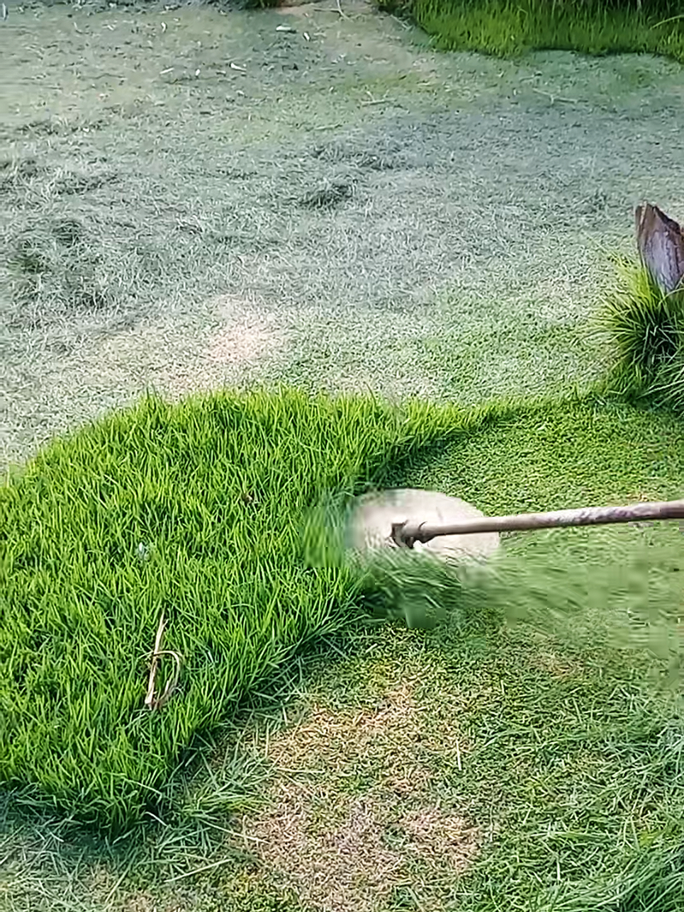 Oddly Satisfying Sensations | Mowing The Lawn Compilation ASMR | #Perfect cutt! 🍀💚 #lawntok #grasstok #gardentok #landscapersoftiktok #asmr #oddlysatisfying #Satisfying #mowing #lawn #garden #clean #CleanTok #landscape #gardening #lawncare #mowingthelawn #lawnmower #brushcutter #lawntiktok #lawnsoftiktok #lawnmowing #lawns #grasstiktok #cuttinggrass #satisfaction #spring #goviral #original #viral #viralvideos #viralvideo #viral_video #tiktok #tiktokviral #viraltiktok #viralvideotiktok #fyp #foryou #foryoupage #fypシ゚ #fypp #fyppppppppppppppppppppppp #parati #fürdich #pourtoi #paratii #paratiiiiiiiiiiiiiiiiiiiiiiiiiiiiiii #capcut #duet #loop #trend #trending #funny #checkthisout #lookatthis #creatorsearchinsights 