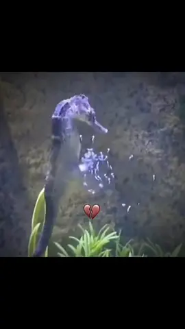 #fyp #mrbombastic #positivity #trending #viral #respect #memes #magic 