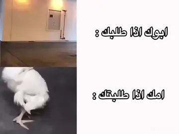 طقطقه الوضع ههههههه#اكسبلورexplore 