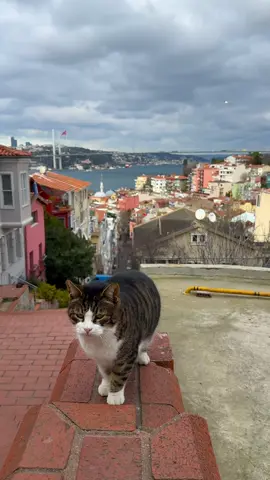 Çay İstanbul 