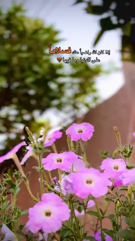 إذا كان الله راضياً عنك فسلاماً ع الدنيا وما فيها🤎🤗 #متابعة_قلب_تعليق_مشاركة_ #تصميم_فيديوهات🎶🎤🎬 #عباراتكم_الفخمه📿📌 #تصميمي #تصويري 
