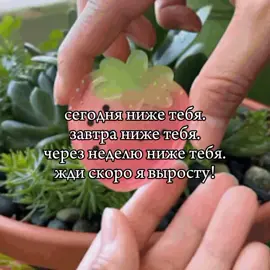 ждите 