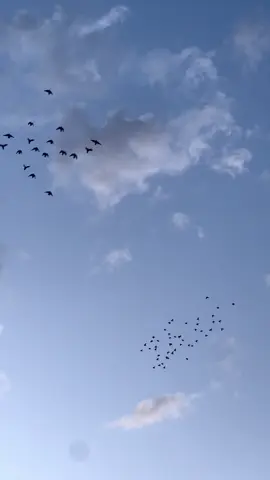 بسَواد الليل تتلملم حَمامات الحِزن بيه ومصابيح المَدينه تموت 🖤 #عبارات #عباراتكم 