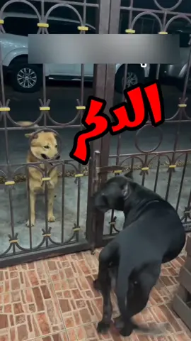 very very very very funny catتجميع ضحك مدمرة ههههههههه خدلك ضحكه مع اسامه خدلك ضحكه مع اسامه خدلك ضحكه مع اسامهfunny funny funny funny funny cat videosfunny videos animals cats and dogsfish videos catsfunny animal videos try not to laugh catsfunny cat and dog videos funny animals lifevery very very very very very funny cat videosfunny videos of dogs and animalsقطط ريا وسكينه very very very very very very funny cat videosfunny cat and dog videos funny animals lifeههههه فديوهات حلال فيها النت 😂 #FAKE_VIDEO  #funnyفديوهات مش خسارة فيها النت 😂عالم ملحوس مواقف مضحكه فشخ   حيوانات مضحكه متكلمه بتفكر بنفس طريقه الانسان وهتضحك من قلبك علي كلامها الي كله ضحك لانها ليها قلب وعقل وكل ما تحلم بيه وقطط كلاب اسود فيل سيد قشطه خرتيت الغابه مليانه ما بين حيوانات بريه متوحشه واليفه وطيور وجوارح ومفترسين هنجبلك الموقف وتسمع الحيوان بيقول ايه هنفكر بعقله ونتكلم بلسانه وبرضه البحار مش هننساها وفيها قرش وحوت وسمك  وخدلك ضحكه مع اسامه الضحك  #زرافه #مواقف_كوميديه #السعوديه #الكويت #الامارات #دبي #الشارقه #عمان #الخليج  # #كوميدية #كوميديا_سعودي #كوميديا_امارتي #كوميديا_كويتي #كوميديا_عراقي كوميديا_مصري #كوميديا_مغربي #كوميديا_جزائري #كوميديا_ليبي #ترند_السعوديه #ترند_الخليج #اضحك #اضحك_من_قلبك #اضحك_وانسي_همك  #الغلاء  # لؤي #اضحك_من_قلبك_ونسي_همك   #اضحكو_بحب_اشفكم_مبسوطين #كوميديا_مضحكه  #مواقف_وطرائف #مواقف_مضحكه #اضحك_من_قلبك #اضحك_مع_اسامه #مواقف_اجنبيه #خدلك_ضحكه_مع_اسامه #ضحك #كوميدي #كوميديا #حيوانات_اليفه #حيوانات_مفترسه #قطط #قطط_كيوت #كلاب #اسد #قرش #الحكاية #ابتسامه #مواقف #نمر #دب  # #animals #fanyفديوهات مش خسارة فيها النت 😂Hahaha, videos that are permissible on the Internet #FAKE_VIDEO #funny #America #Britain #Germany #France #China Videos that are not lost on the Internet, funny situations and snoring, funny talking animals that think in the same way as humans, and you will laugh from your heart at their words that are all funny because they have little cats, dogs, lions, elephants, hyenas. The forest is full of wild and domesticated animals, birds, raptors, and predators. We will bring you the situation and you will hear what the animal is saying. We will think with its mind and speak with its tongue and with its soul, the seas. We will not forget it. And there are #laugh #laugh_from_your_heart #laugh_and_forget_your_worry #Louay _and_funny_situations #laugh_from_your_heart #laugh_with_osama # Strange_situations #have_a_laugh_with_Osama #laughter #comedy #comedy #pets #predatory_animals #cats #cute_cats #dogs #lion #shark #story #smile #situations #tiger #bear funny videos of dogs and animalsHahaha, videos that are permissible on the Internet #FAKE_VIDEO #funny #America #Britain #Germany #France #China Videos that are not lost on the Internet, funny situations and snoring, funny talking animals that think in the same way as humans, and you will laugh from your heart at their words that are all funny because they have little cats, dogs, lions, elephants, hyenas. The forest is full of wild and domesticated animals, birds, raptors, and predators. We will bring you the situation and you will hear what the animal is saying. We will think with its mind and speak with its tongue and with its soul, the seas. We will not forget it. And there are #laugh #laugh_from_your_heart #laugh_and_forget_your_worry #Louay _and_funny_situations #laugh_from_your_heart #laugh_with_osama # Strange_situations #have_a_laugh_with_Osama #laughter #comedy #comedy #pets #predatory_animals #cats #cute_cats #dogs #lion #shark #story #smile #situations #tiger #bearضحكت رغم اني بضحك الناسههههه فديوهات حلال فيها النت 😂 #FAKE_VIDEO  #funnyفديوهات مش خسارة فيها النت 😂عالم ملحوس مواقف مضحكه فشخ   حيوانات مضحكه متكلمه بتفكر بنفس طريقه الانسان وهتضحك من قلبك علي كلامها الي كله ضحك لانها ليها قلب وعقل وكل ما تحلم بيه وقطط كلاب اسود فيل سيد قشطه خرتيت الغابه مليانه ما بين حيوانات بريه متوحشه واليفه وطيور وجوارح ومفترسين هنجبلك الموقف وتسمع الحيوان بيقول ايه هنفكر بعقله ونتكلم بلد مع اسامه الضحك  #زرافه #مواقف_كو