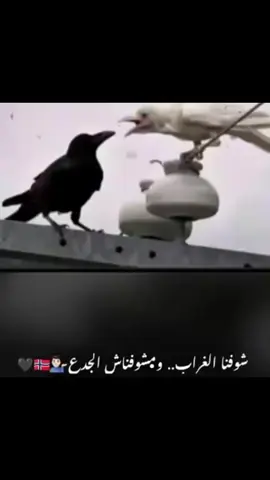 #💁🏻‍♂️🖤🇧🇻#بورسعيد_واللي_منها #فاطمه الزهراء #تصميم_فيديوهات🎶🎤🎬 #الشعب_الصيني_ماله_حل😂😂 # 