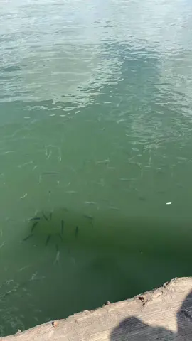 Never in my 32 years of living have I saw the water of the inner harbor this clear or the fish! It’s getting better yall!