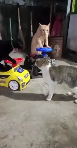 #cat#wakidun.klontong#toycar#catstaringmeme#catonbike#viral#fyp