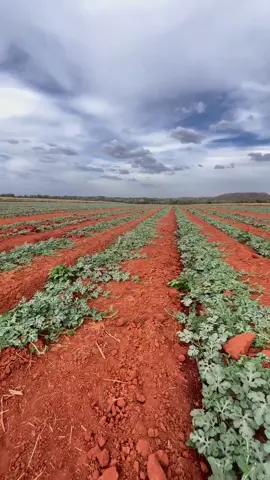#foryoupage❤️❤️ #melancia🍉🍉 #manchester #fy #agroboy #vidanocampo #pulverizacaoagricola #agronegocio #fyp #viral_video #lavoura #agro #agriculture #trabalho #melancia 