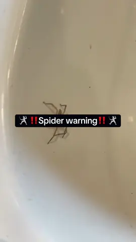 I CANOOOTTTT.🤺 please be safe out there!!! #spider #fyp #fypシ #storytime 