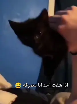 #اكسبلور 
