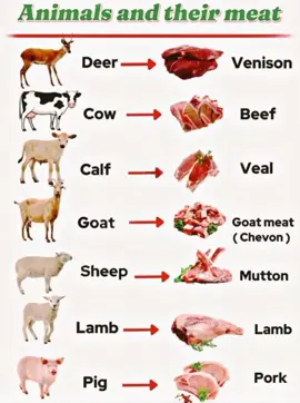 Learn the real names of meats in English #LearnEnglish #EnglishVocabulary #AnimalNames #MeatNames #EnglishForBeginners #SpeakEnglish #EnglishTips #VocabularyReel #ESLStudents #FluentEnglish #EnglishTeacher #TikTokEducation #DailyEnglish #EnglishLearning 