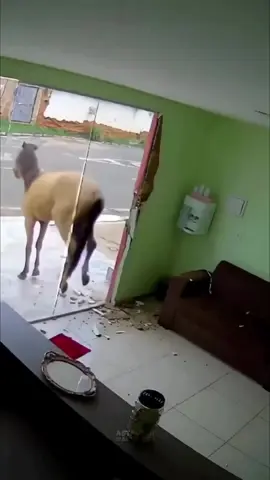 #fyp #glass #door #hack #bruh #horsey #horse #epicsoundeffect 