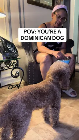 This the dog she never wanted mind you 🤣 #toypoodlesoftiktok #dominicandogsbelike #dominicanrepublic #dominicandog #dogtreats #dominicanmomsbelike #dominicanmom #dominicansbelike 