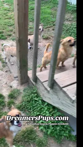 It was me, I did it! Guilty as charged! #chihuahuasoftiktok #tiktokchihuahua #wholetthedogsout #chihuahualife #dreamerspups 