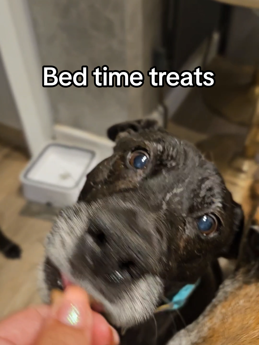 Bed time biscuits ft. 11 good dogs and one diva 💅😆 #gsdoftiktok #minpin #malinois #jackrussell #beagle #terrier #doberman #heinz57 #adoptdontshop #rescuedog #fyp #rescuedoglove #rescuedogsoftiktok  #dogrescue #foreverhome #savealife #dogsoftiktok #seniordog #dogtok