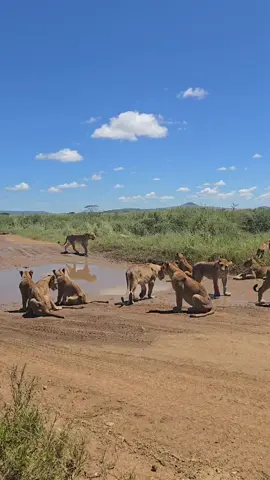 serengeti national park is a place where you can see a lot of cat in the world ( le parc national du serengeti est un endroit où vous pouvez voir beaucoup de chats dans le monde. soyez  la bienvenue en Tanzanie. Veuillez réserver avec Ungana African Safaris pour un merveilleux safari #serengeti #tanzanianationalparks #femaleguide#junglequeen 