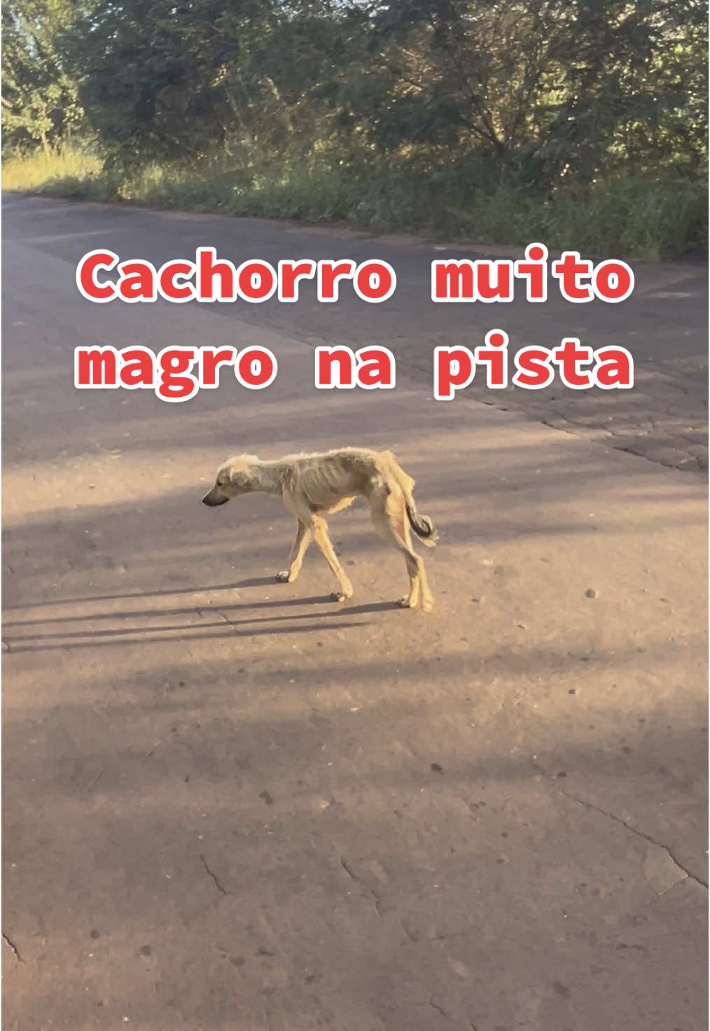 Cachorro muito magro no asfalto  #tristeza #cachoro #viral_video 