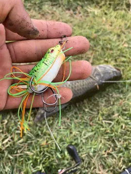 Aí a dica para usar no frog. Part/6 #foryoupage #dicasdepesca #iscaartificial #pescaria #pescador #pescariaesportiva #traira #lua #2025 