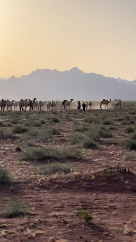 #الروقه__عتيبه #عليان 
