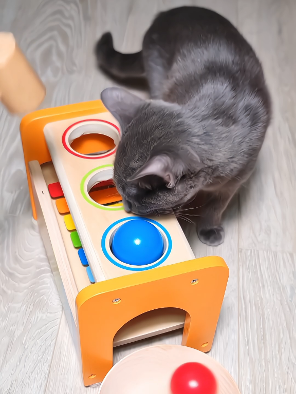 Cat Barsik at Xylophone Mallet Ball Hammer #xylophone #sweetmarblescandy #satisfying 
