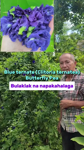 Ang blue ternate (Clitoria ternatea) o butterfly pea ay kilala na bulaklak na ginagamit bilang natural food colorant at maraming medicinal properties. Isa na dito ay mayaman ito sa anthocyanin, isang antioxidant pigment at sa pag aaral ay may mga anti-diabetic properties and anti-cancer effect. Ito din ay maganda para sa ating puso, improve brain health at alternatibo sa mga inumin na may caffeine. ▶️Preparation: 1 cup warm water 3-5 blue ternate flower (or 1 tea bag) May add lemon or honey to taste Let it sit for 5 minutes and you can notice color change #naturalwellnessnipastorvitto  #alonavitto  #BlueTernatea #butterflypeaflower #healthyfood #fypviralシ  Seeds for planting available in our shop, see profile for link