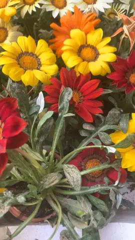 #مزارع#مشتل#عناية _الاشجار#مشاتل#ورد#احواض #تنقيط_ري#تقليم#تطعيم _الحضميات#اكسبلور #explore #تنسيق_حدائق #افكار #شبكات_ري_كامله🌴 #اشجار #اكسبلوررررر #افكار_بسيطه#القريات_طبرجل_الجوف_تبوك #الصين_ماله_حل #الزراعة #هشتاقات #هشتاق #هشتاقات_تيك_توك_العرب 