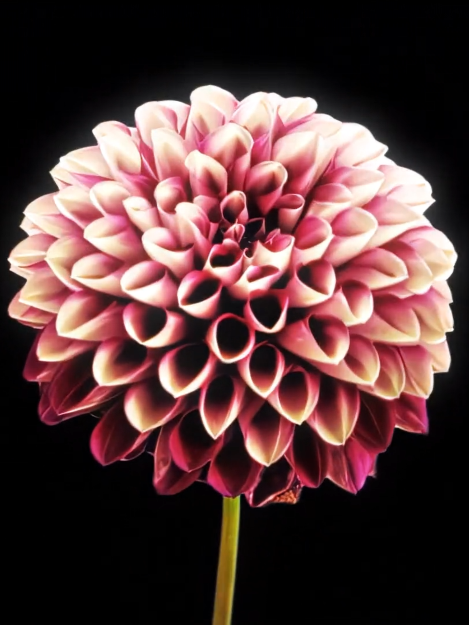 it has its ups and lows | ib: @xuvsp_og #flowers #flowersedit #viral #edit #fyp #newtrend? #ae