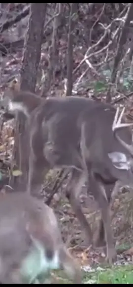 #big #buck #deer #hunting #huntingtiktok #wildlife #Outdoors #deersmut #fyp #viralvideo #goviral #foryou #blowthisup #trending #follow #viral #foryoupage #trend #wow #beast #fy #fypシ 