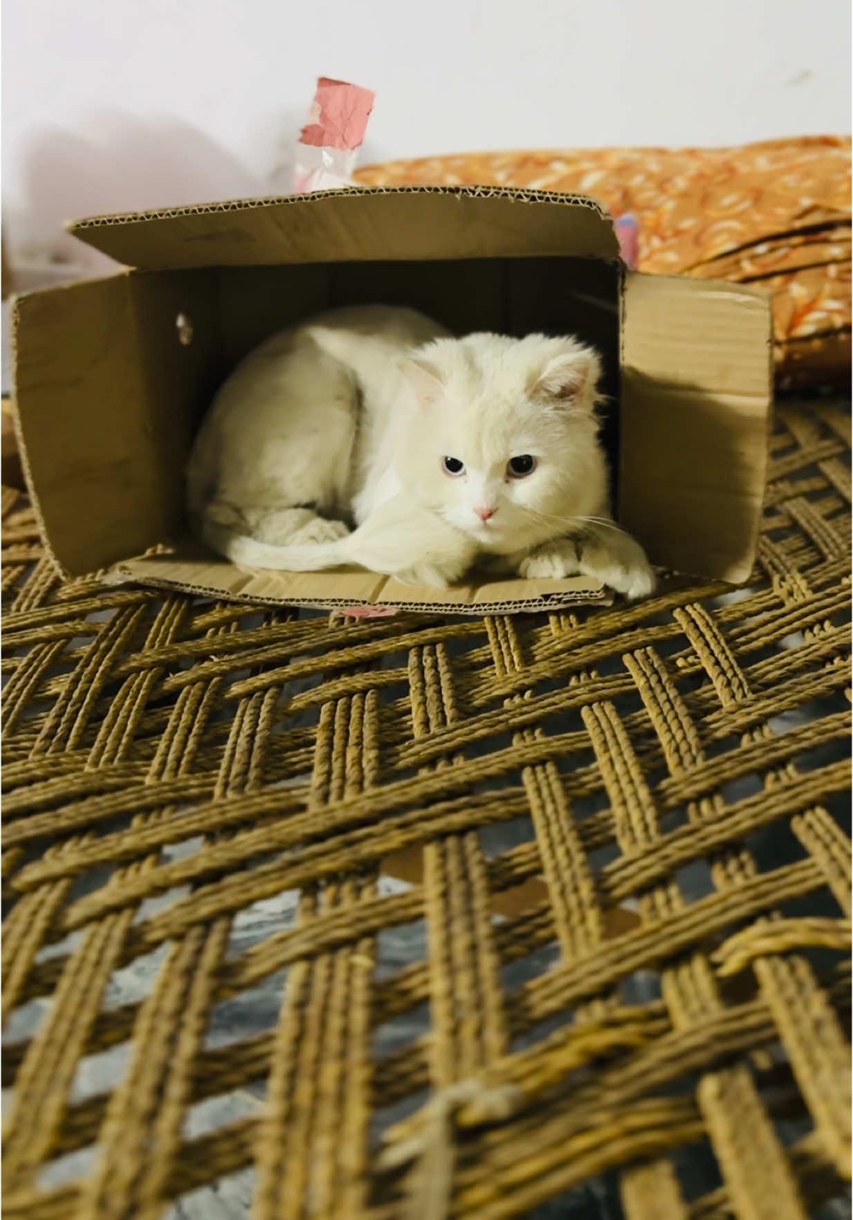 Meri tara cute😂#catokhancato #catlover #100k #viraltiktok #foryou 