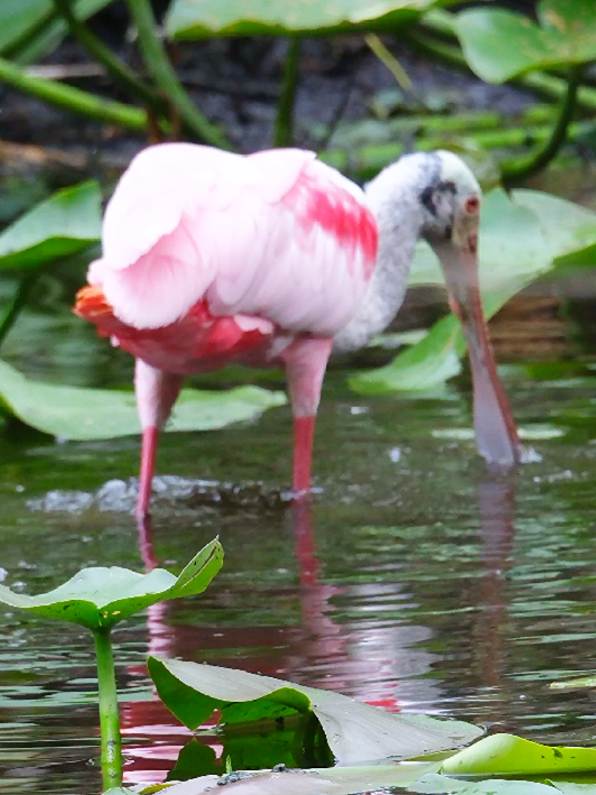 Roseate spoonbill seaching for food in the slough. #Outdoors #birds #bird #wildlife #florida #wildlifephotography #birdsoftiktok #naturephotography #slough #nature 