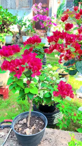 Selamat pagi❤️ #fyp #foryoupageofficiall #bunga #bogenvil #bogenvillokal 