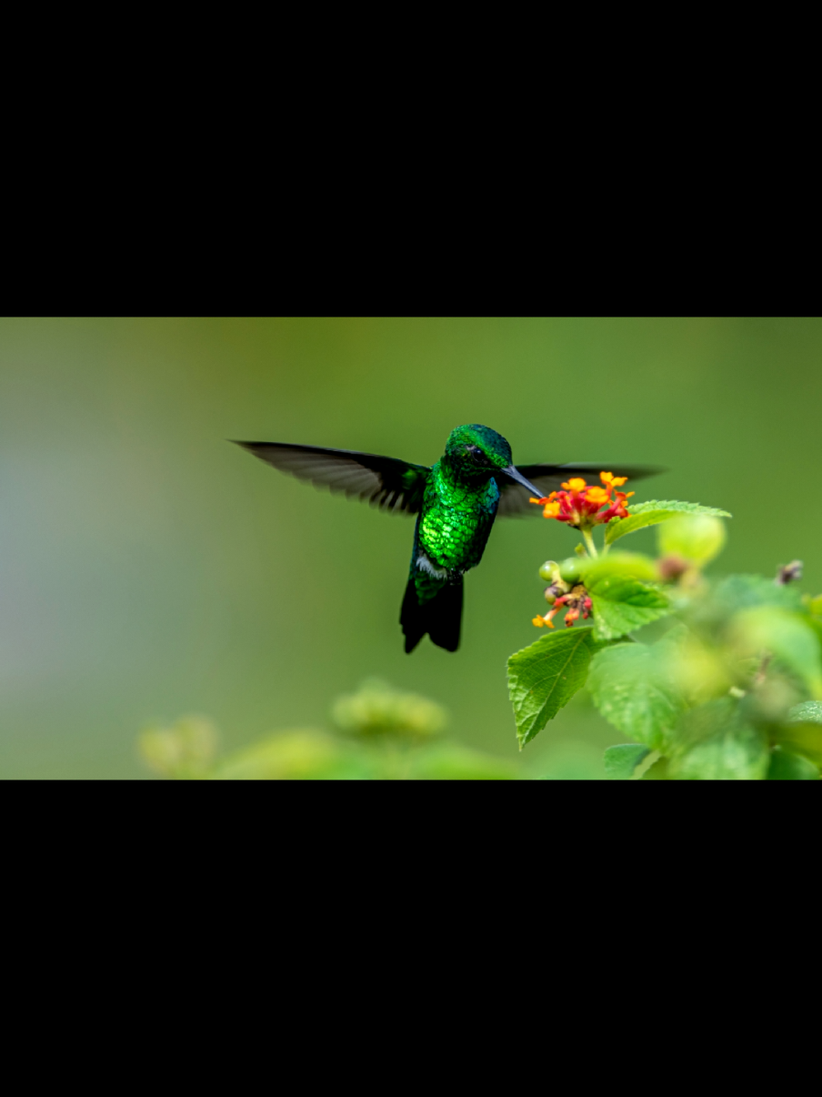 Colibrí!! Gratitud a tu Bendecida frecuencia ✨️