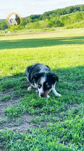 Say hello to Timon, the Toy Australian Shepherd pup with a big heart and even bigger personality! 🐾🔥 With his striking coat, sharp little mind, and boundless energy, Timon is always ready to turn every moment into an adventure. He’s playful, intelligent, and totally devoted — whether he’s mastering a new trick or curling up after a day of fun. Timon may be small, but he brings a whole lot of love wherever he goes. 🐶💙 Looking for a best friend who’s smart, spunky, and full of life? Timon is ready to be the tiniest, brightest star in your family! Comes with: ✔️ Direct Home Delivery ✔️ 24/7 Lifetime Vet Support ✔️ Microchip & Health Certificate ✔️ 3-Year Health Plan (extendable to 10 years) Now available at Central Park Puppies, where happy tails begin. 🐾 #TimonTheToyAussie #CentralParkPuppies #ToyAustralianShepherd #SmartAndSweet #PuppyLove #FluffyAndFriendly #USAonly #DogsofTikTok #NewPuppyAlert #PuppyLove #PuppyDelivery