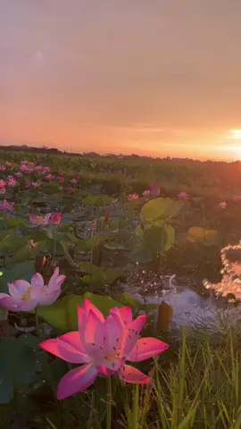 Good morning 🌅🪷#cambodia🇰🇭 #tiktok #beautiful 