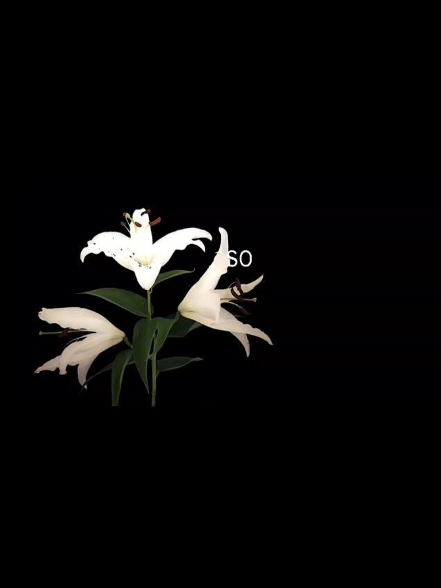 Pinky promise kisses  #mitski #oncemoretoseeyou #flowers #contenido #fyp 